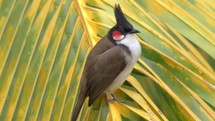 Red-whiskered bulbul on palm leaf
