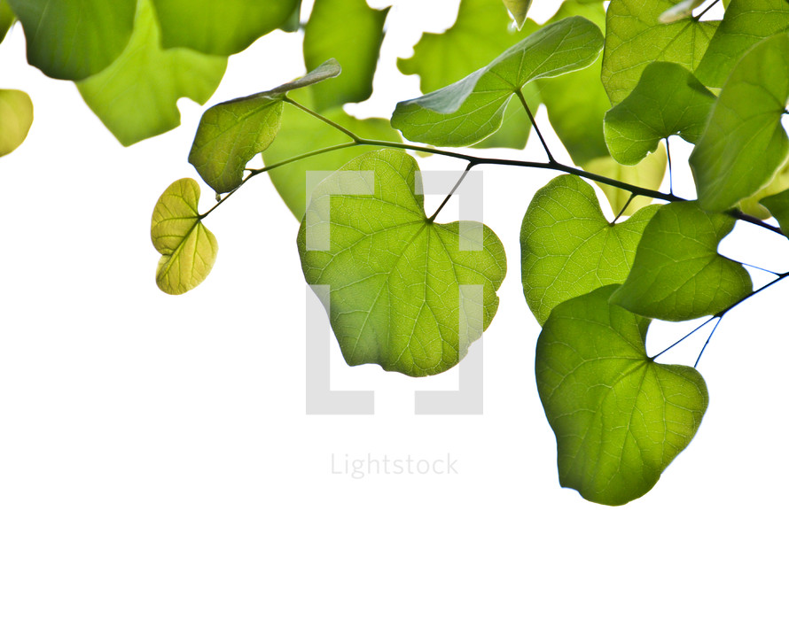 green leaves on a tree branch