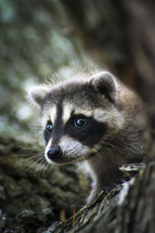 baby raccoon 