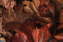 wet brown fall leaves 