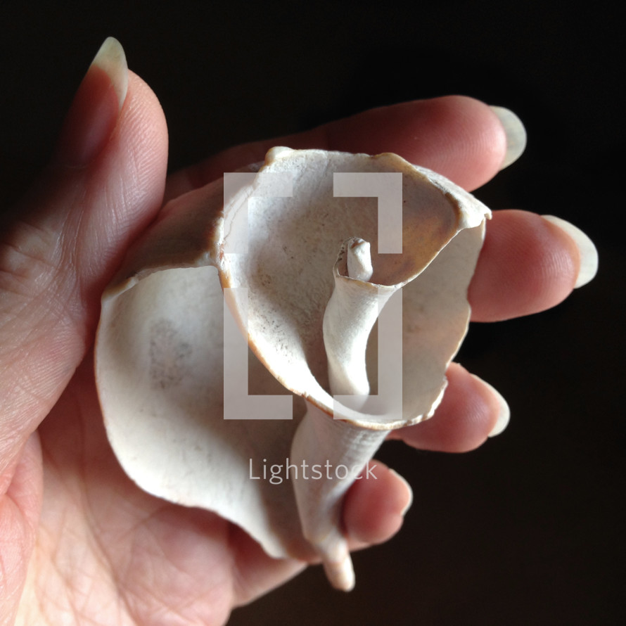 Woman's hand holding old sea shell