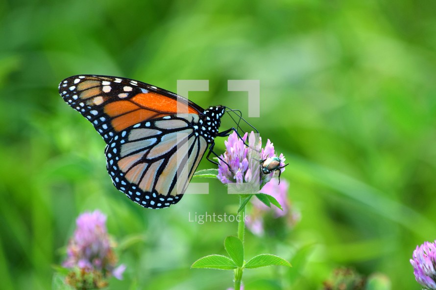 monarch butterfly on a clover flower 