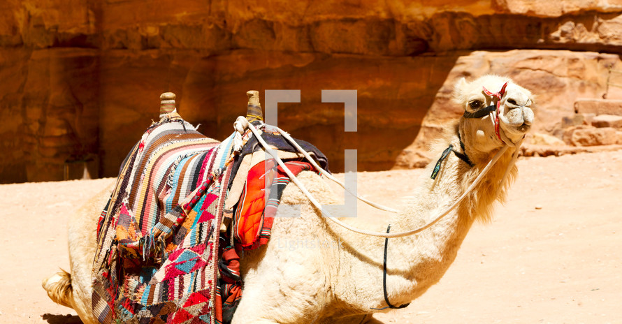 camel in the desert 