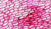 Light photomicrograph of Onion epidermus cells seen through a microscope
