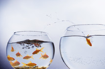 A Goldfish jumping out of a small crowded bowl into a larger empty bowl
