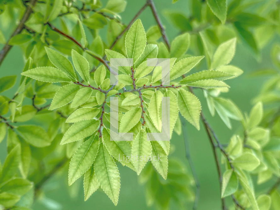 elm leaves on twigs and branches