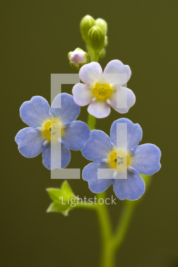  blue yellow anagallis foemina