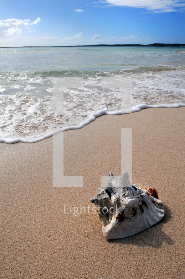 conch  shell laying on a sandy beach