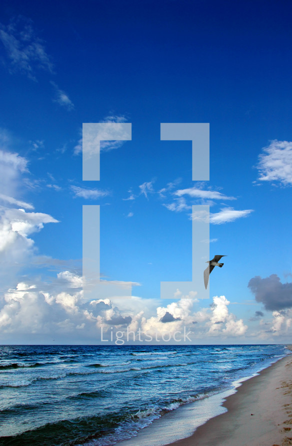 seagull flying over the ocean