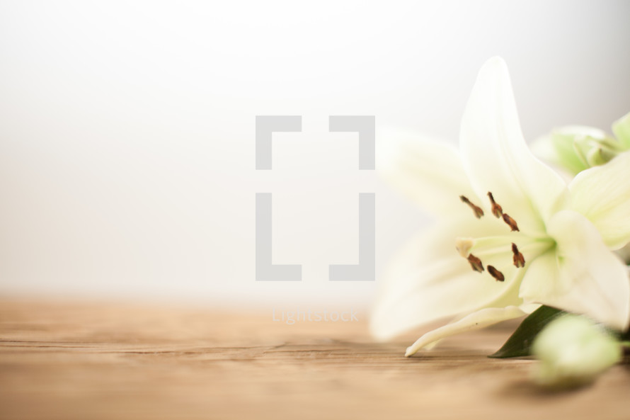 White easter lily