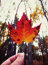 hand holding a red fall leaf in a forest 