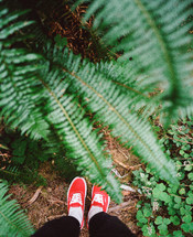 shoes and ferns 