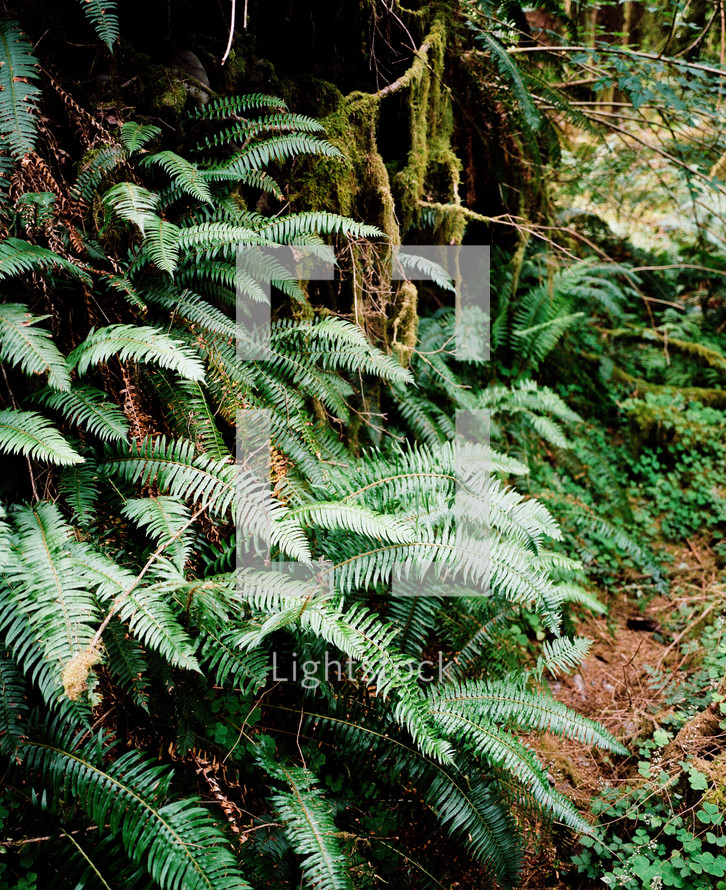 ferns on a forest floor 
