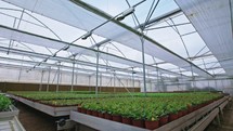 Wide tracking shot of a large flower greenhouse.