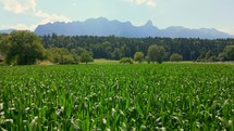 Aerial shot of a corn field ready for harvest