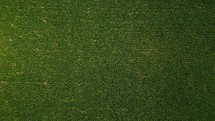 Aerial shot of a corn field ready for harvest