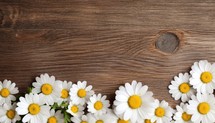 Chamomile flowers on wooden background. Top view with copy space