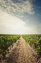 vines in a vineyard 