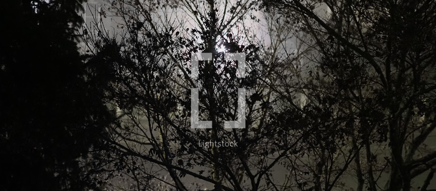 light in a dark gloomy goth forest at night