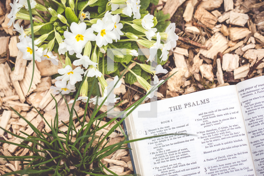 The Psalms outdoors 