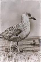 seagull 