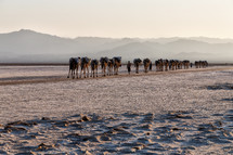 caravan of camels through the desert 