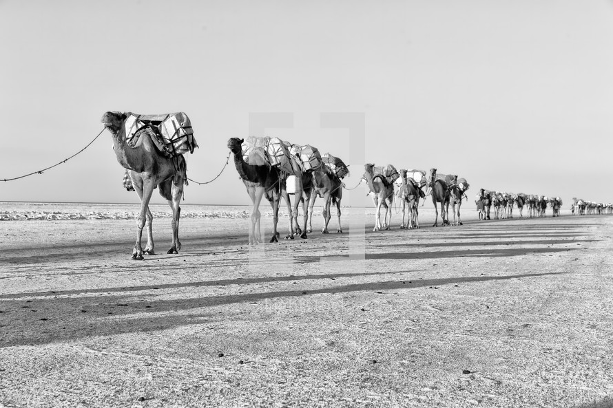 caravan of camels on a salt lake 