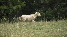 Flock of sheep running in a green pasture on a happy, warm summer day in cinematic slow motion.