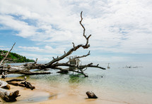 a fallen tree along a shore 