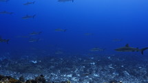 Shoal Of Grey Sharks - Fakarava South Pass