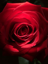 red rose lit from above with dramatic effect