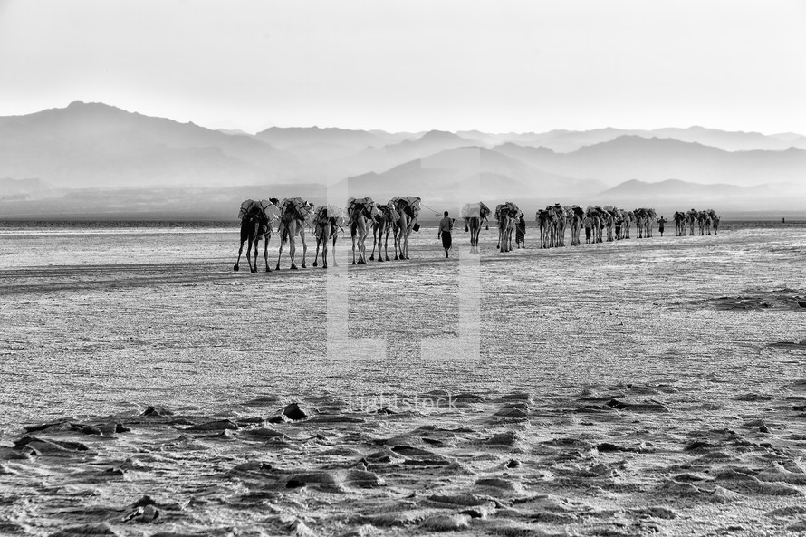 caravan of camels across a salt lake 