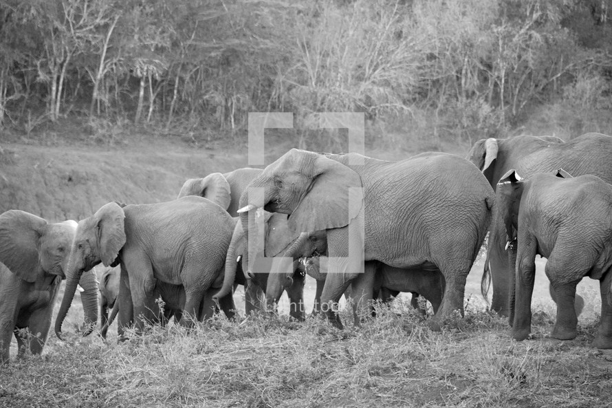 elephants at a wildlife reserve 