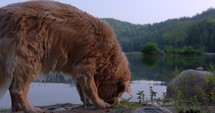 Golden retriever sniffing beach with lake behind him