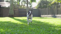 Running dog french black and white french bulldog slow motion 
