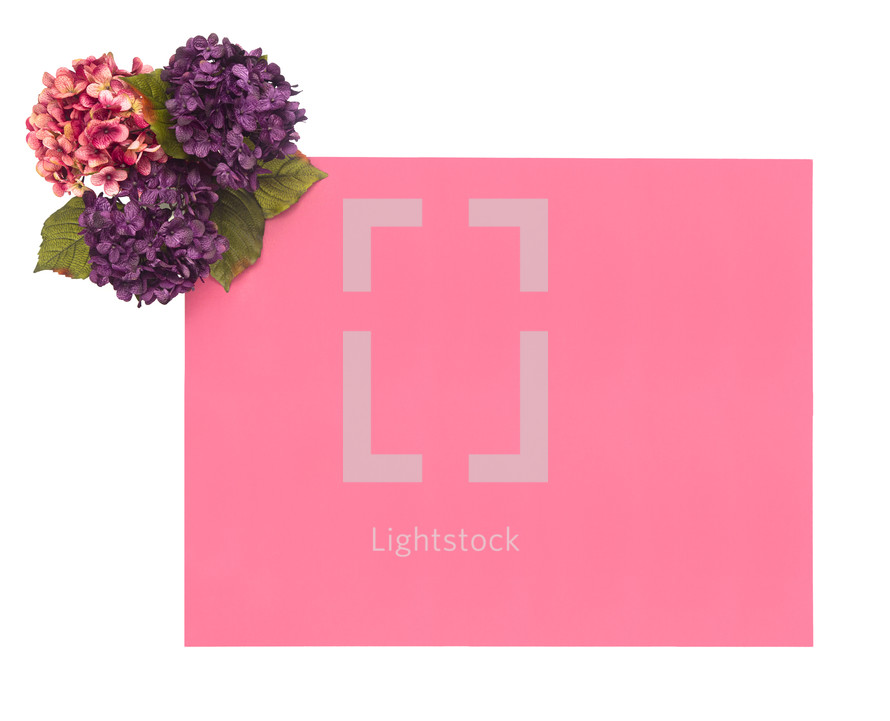hydrangea flowers and pink paper 