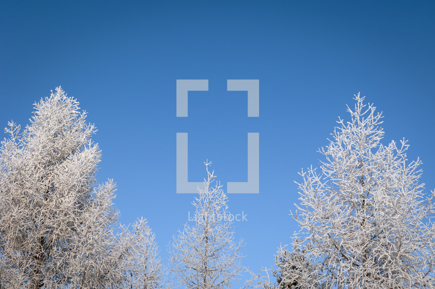 Frost covered treeline with blue sky