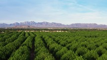 Flyover across pecan orchard in southern New Mexico with Organ Mountains