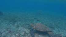 sea turtle under water 