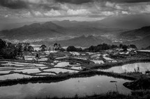 rice fields in Luwuk 