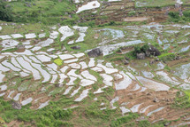 rice fields in Toraja