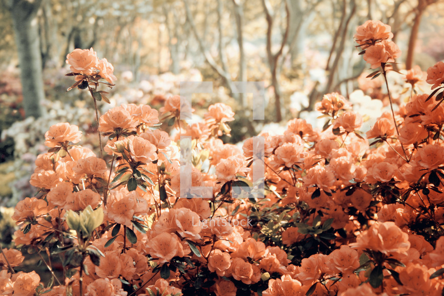 blooming azalea bushes with vintage filter effect