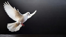 Dove Flying 