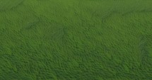 4k relaxing background moving slowly horizontally for infinite loop - Grass.	