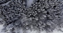 Aerial Drone Shot of Snow-Covered Forest Of Pine Trees On Winter Day.