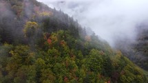 Colorful trees in the foggy forest