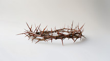 Crown of thorns on a white background