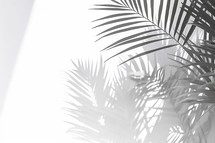 Grey Shadow of Natural Palm Leaf