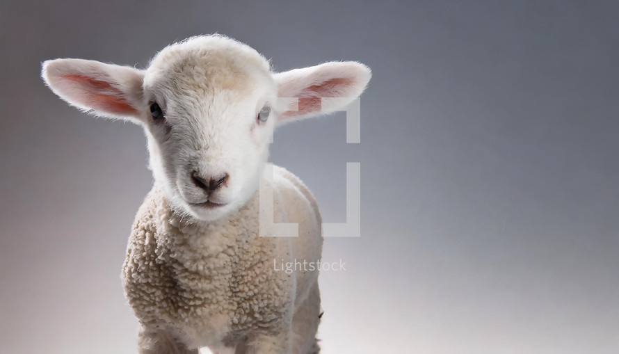 Lamb on Plain Background