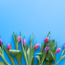 pink tulips on a blue background 